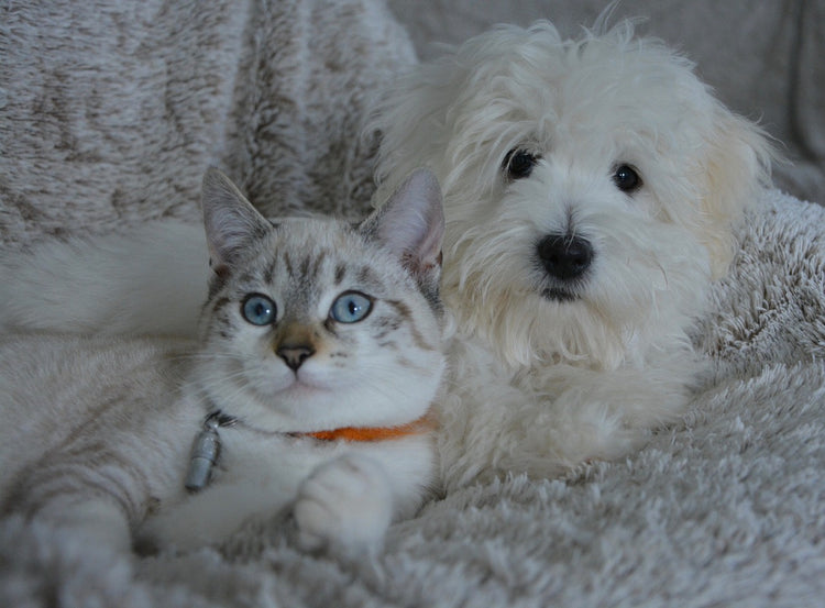 Hundebett Katzenbett Testsieger 2024