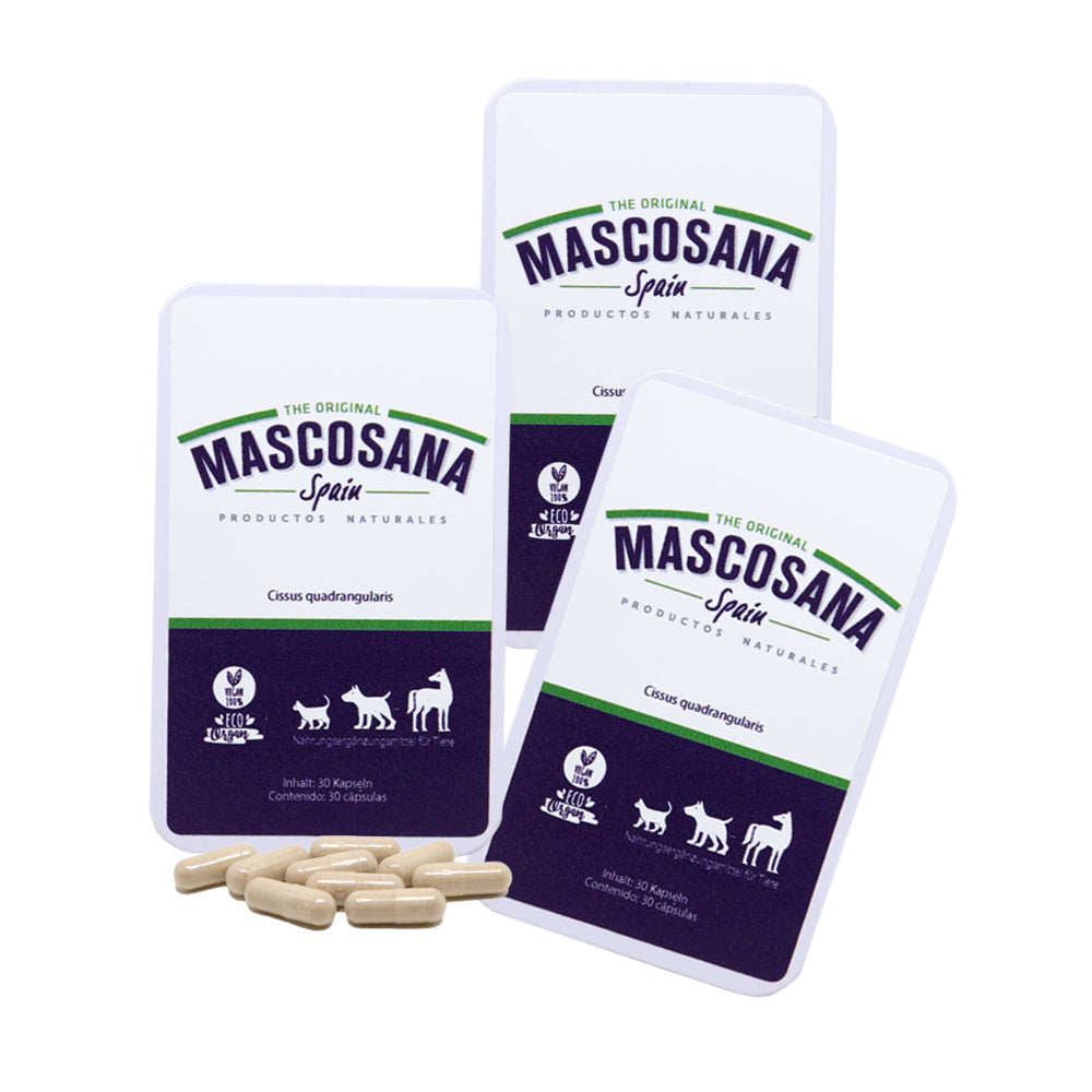Mascosana Cissus - Tratamiento articular para 3 meses - Para perros, gatos y caballos - 3 x 30 Cápsulas - Suplemento nutricional para proteger las articulaciones y para el desarrollo de los tejidos