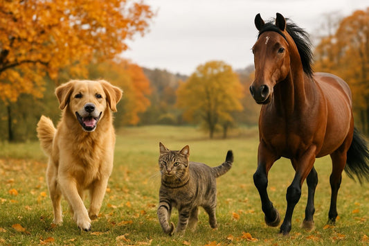 Hund, Katze und Pferd im herbstlichen Wald beweglich und gesund