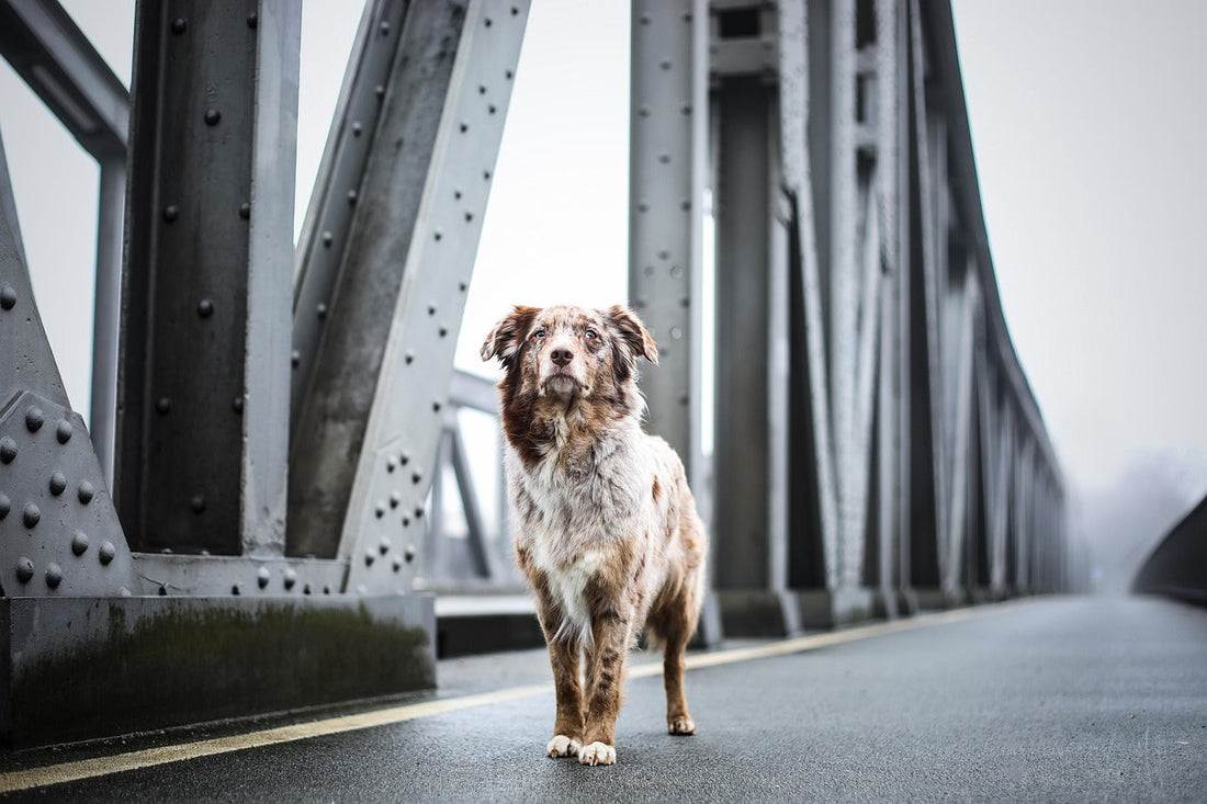 Ist mein Hund steif? Diese 5 Anzeichen deuten auf Gelenkprobleme hin