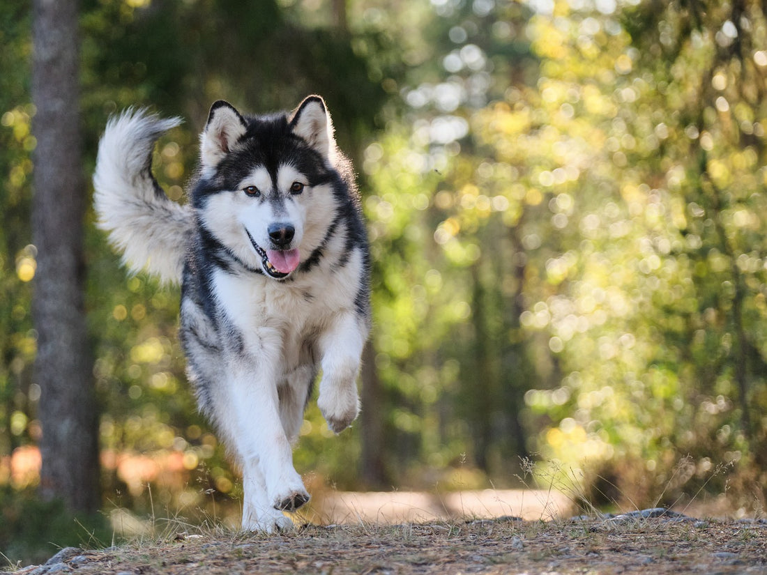 Arthrose beim Hund - was hilft?