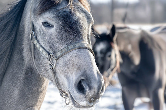 Wie unterstütze ich die Darmflora meines Pferdes natürlich?
