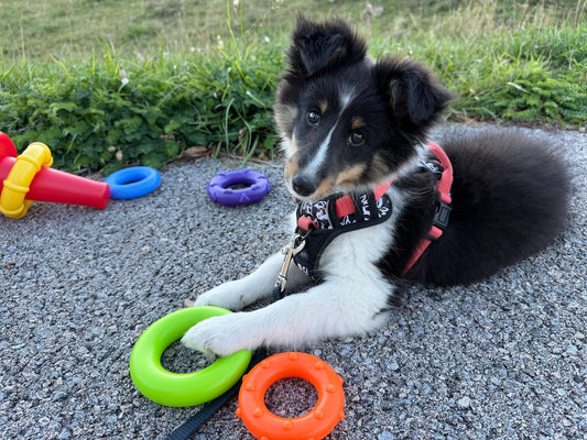 Natürliches Fellpflegeprogramm für Hunde, Katzen und Pferde im Spätsommer
