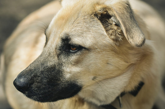 Natürliche Gelenkunterstützung für Tiere im Herbst: Beweglichkeit fördern mit der Cissus Gelenkkur