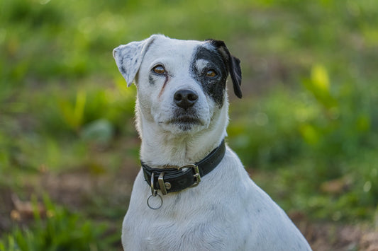Wie schütze ich die Pfoten meines Hundes vor Sommerhitze und Streusalz im Winter?