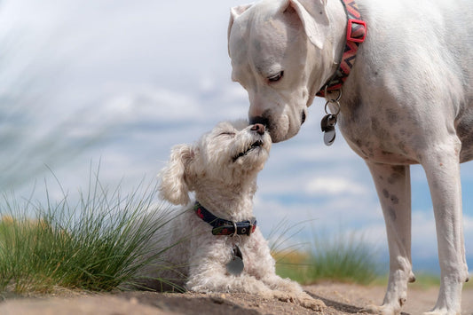 Sommerhitze und Hunde: Tipps für heiße Tage