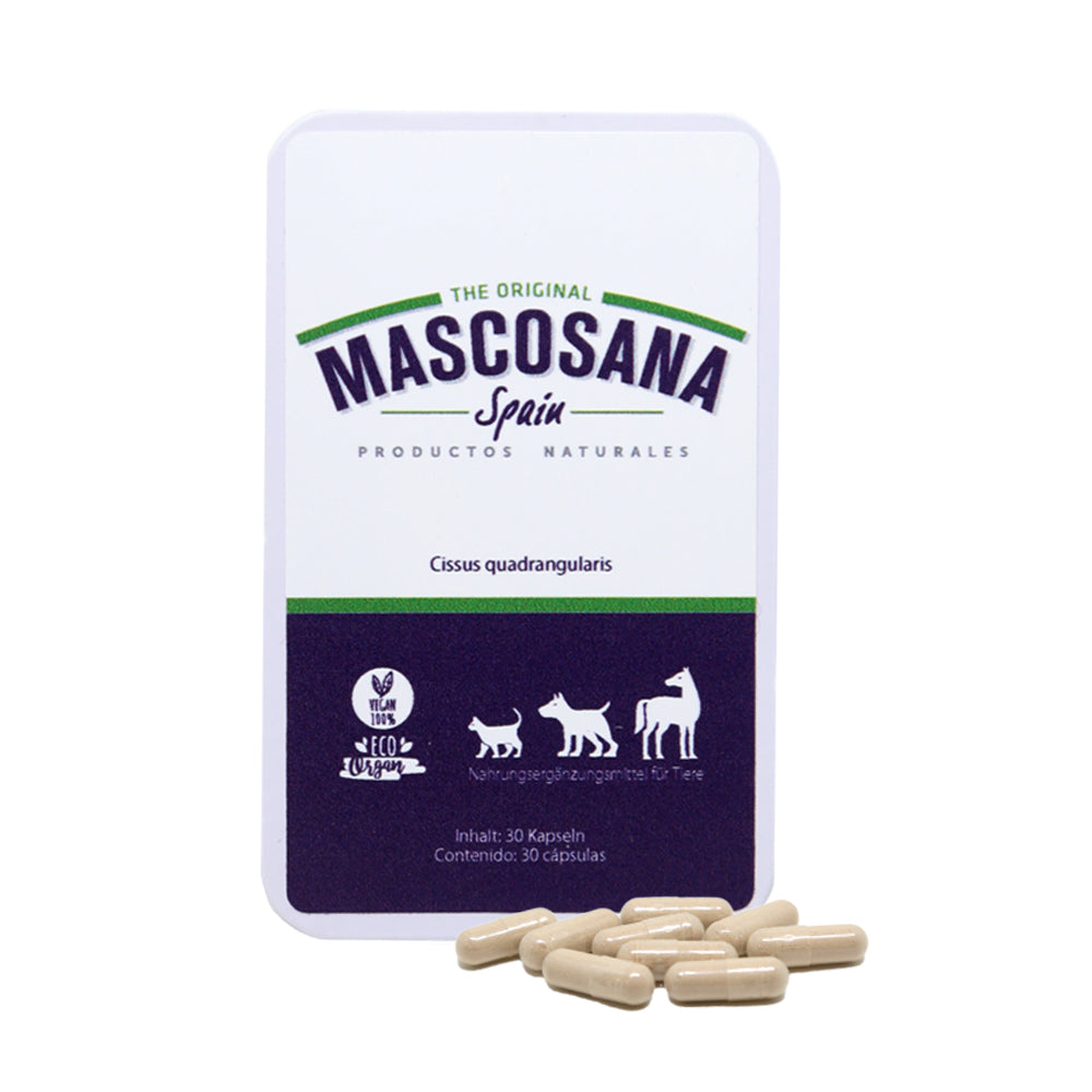 Mascosana - Cissus 1-Monats Gelenkkur für Hunde, Katzen & Pferde - 30 Kapseln Nahrungsergänzung für Gelenkschutz und Gewebeaufbau